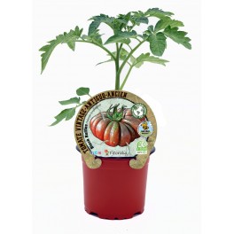 Mudas de tomate Black Ruffles natural (vaso de 10,5 cm Ø)