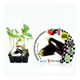 Semis de aubergine hybride Seven naturel (6 unités)