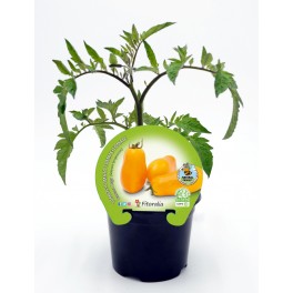 Semis de tomate banana legs naturel (pot Ø 10,5 cm)