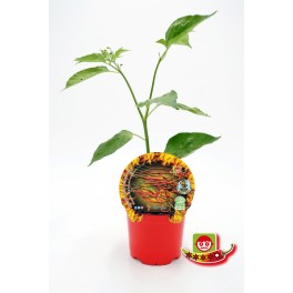 Mudas de pimenta picante Thunder Mountain natural (vaso de 10,5 cm Ø)