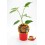 Planter pebrot picant Thunder Mountain natural (test 10,5 cm Ø)