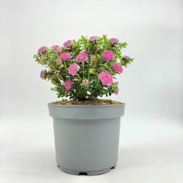 Pimelea ferruginea (test 17 cm ø)