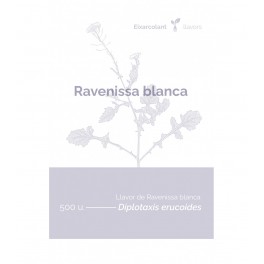 Llavor ravenissa blanca (tradicional català)