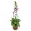 Digitalis purpurea (test 16 cm ø)