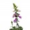 Digitalis purpurea (pot 16 cm ø)