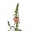 Digitalis purpurea (test 16 cm ø)