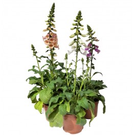 Digitalis purpurea (pot 16 cm ø)