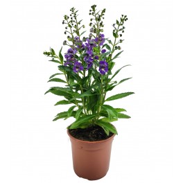 Angelonia angustifolia (pot 13 cm ø)