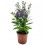 Angelonia angustifolia (vaso de 13 cm ø)