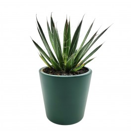 Agave Angustiflolia (test 13 cm ø)