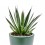 Agave Angustiflolia (test 13 cm ø)