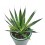 Agave Angustiflolia (test 13 cm ø)