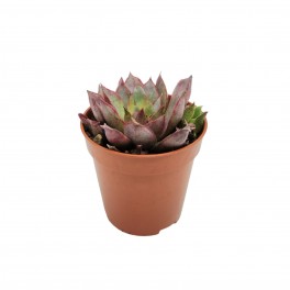 Mini echeveria variado (vaso 5,5 cm ø)