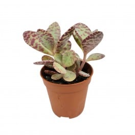 Kalanchoe humilis zebra (maceta 5,5 cm Ø)