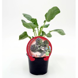 Plantel brocoli Sprouting natural (maceta 10,5 cm ø)