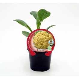 Planter col coliflor groga híbrida Cheddar (6 unitats)