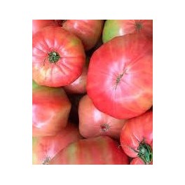 Graines de tomate borracho de Aretxabaleta (tradicionnel basque)