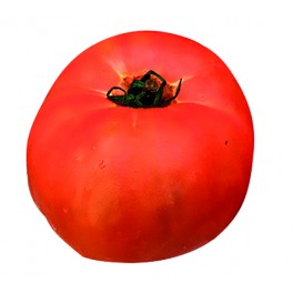 Semilla tomate Igeldo (tradicional vasca)