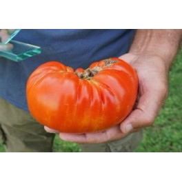 Graines de tomate Mendigorria (tradicionnel basque)