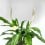 Spathiphyllum ou Espatifilio