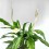 Spathiphyllum o espatifilio