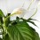 Spathiphyllum ou Espatifilio