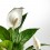 Spathiphyllum ou Espatifilio