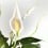 Spathiphyllum ou Espatifilio