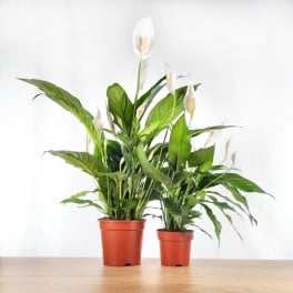 Spathiphyllum ou Espatifilio