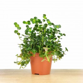 Pilea Depressa (pot 10,5 cm Ø).