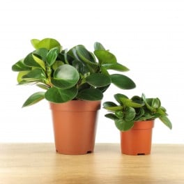 Peperomia obtusifolia