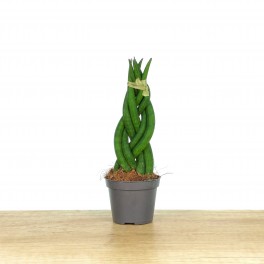 Sansevieria Cylindrique Tressée (pot 6 cm Ø).