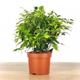 Ficus Kinki (Topf 12 cm Ø)