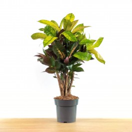 Croton Mrs Iceton (pot 17 cm ø).