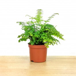 Adiantum Fragans (vaso de 12 cm Ø)