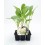 Planter coliflor blanca híbrid Berlín (6 unitats)