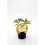 Planter faveta baby natural (1 o 6 unitats)