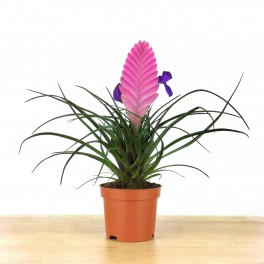 Tillandsia Cyanea (pot 10 cm ø).