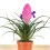 Tillandsia Cyanea (pot 10 cm ø).