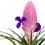 Tillandsia Cyanea