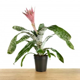 Aechmea Fasciata (vaso 15 cm ø)