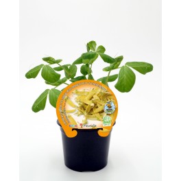 Mudas de edamame natural (vaso de 10,5 cm Ø)