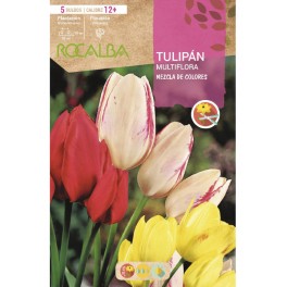 Bulbe de tulipe multiflore