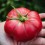 Graines de Tomate Grossa d'Escàs (tradicionnel catalan).