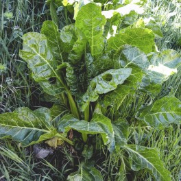 Semilla acelga silvestre (tradicional catalán)