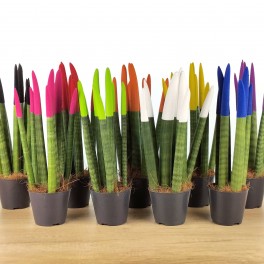 Sansevieria cilíndrica puntas coloreadas (maceta 6 cm Ø)