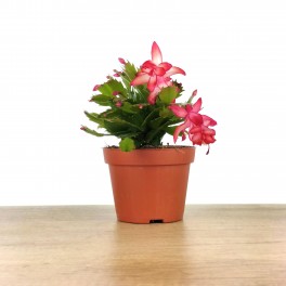 Cactus de Noël ou Schlumbergera.