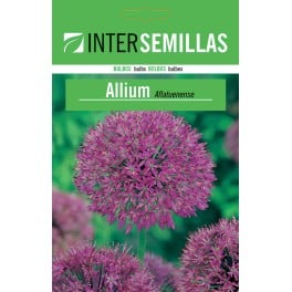 Bulb d'allium aflautense groc a granel (unitat)