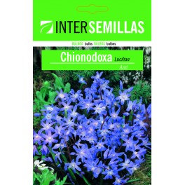 Bulbo de chionodoxa luciliae azul a granel (unidad)