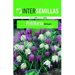 Bulb de fritillaria meleagris a granel (unitat)